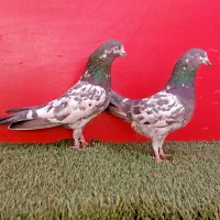 نر و ماده چینا