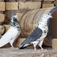 کفتر