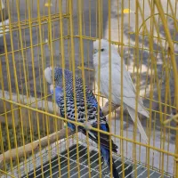 یک جفت مرغ عشق انگلیسی گرید A|پرنده|شاهینشهر, شهرک میلاد|دیوار