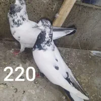 کبوتر پرشی قیمت مناسب