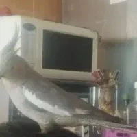 تعویض|پرنده|شاهینشهر, شهرک گلدیس|دیوار