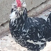 مرغ و خروس گلین ریشوچهل تاج|حیوانات مزرعه|ارژن, |دیوار