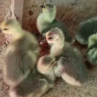 فروش غوغازاوکراینی