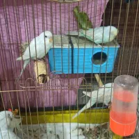 مرغ عشق دونه ای 150