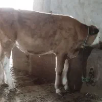 یه جفت گوساله ماده تک رنگ