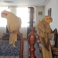 عروس هلندی جفت