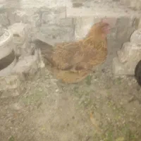 مرغ محلی تخمگذار