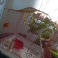 یک جفت مرغ عشق زیبا|پرنده|صدرا-فارس, فاز ۱|دیوار