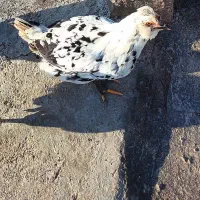 مرغ و خروس نژاد اصیل بسیار کمیاب **گِلین**