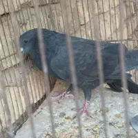 کفتر گم شده یابنده مژدگانی میدم