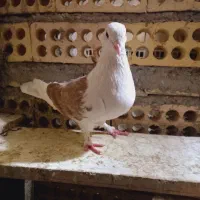 کبوتر دوکت ماده پنجه زده شکار|پرنده|خمینی‌شهر, |دیوار