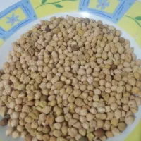 نخود دیمی