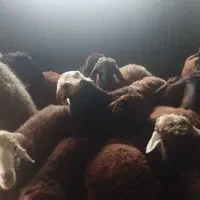 بره قوچ و بره نر و ماده پرواری|حیوانات مزرعه|اردبیل, |دیوار