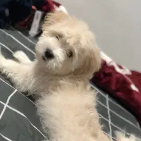 سگ شیتزو شیری ماده