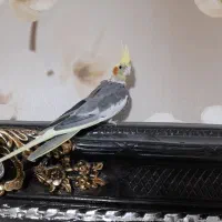 طوطی ملنگو عروس هلندی  کبوتر فنچ قناری طوطی برزیلی|پرنده|محمدشهر, کوی بهار|دیوار