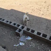 واگذاری سگ پامراشتپیز رایگان