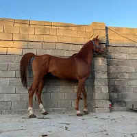 فروش اسب عرب