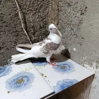 کبوتر سرور