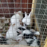 بچه خرگوش و خرگوش بزرگ  مرغ و خروس معاوضه با پرنده|موش و خرگوش|زاهدان, |دیوار