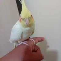 یک عدد عروس هلندی نر  لوتینو سخنگو و دستی