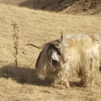 برای فروش|حیوانات مزرعه|خلیفان, |دیوار