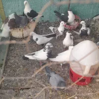 کبوتر فروشی|پرنده|اصفهان, شهرک صنعتی جی|دیوار