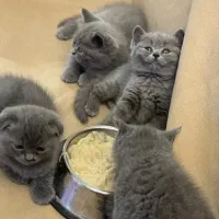 بریتیش بلو فیس خرسی