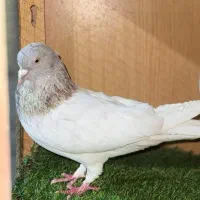 کبوتر کله الماسی مهر