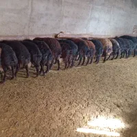 ۳۰راس گوسفند بره دار خوراک خور