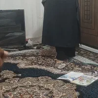 بارانی وپالتو|لباس|اردبیل, |دیوار