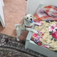 واگزاری|سگ|تهران, پیکان شهر|دیوار