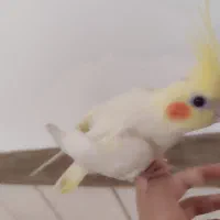 عروس هلندی لوتینو|پرنده|نجفآباد, منتظری شمالی|دیوار