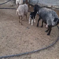 میش بره دار