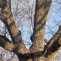 خرید انواع درخت