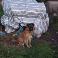 سگ ژرمن میکس سرابی|سگ|رشت, حومه رشت|دیوار