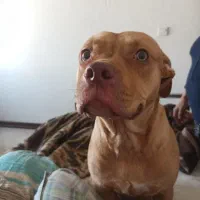 پیتبول ماده ۹ماهه