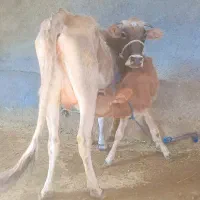 گاو