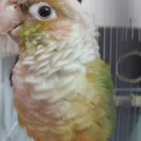 طوطی گرینچیک و مرغ عشق سخنگو ...