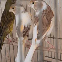 چهار عدد ماده ابلغ. جفت خور سهره