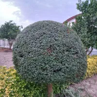 هرسکاری سم پاشی وعلفتراش بادستگاه با ۱۰سال تجربه|خدمات باغبانی و درختکاری|چمستان, |دیوار