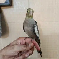 فروش /یک جفت/ جوجه عروس هلندی