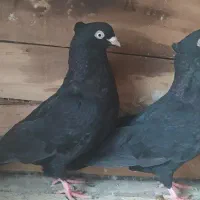 کبوتر زاغ آبادانی