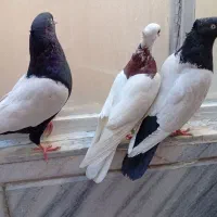 کفتر سینه سیاه و طوقی سرخ|پرنده|مشهد, انقلاب|دیوار