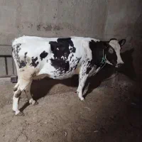 تلیسه شکم اول چاق درجه یک بی شکم|حیوانات مزرعه|تاکستان, |دیوار