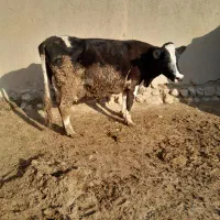 گاو شیری|حیوانات مزرعه|اسفراین, |دیوار