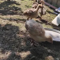 جوجه بوقلمون با مادر
