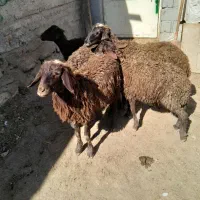 ۵عدد وخلی یکی نر ۴تا ماده