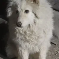 سگ سامویید قیمت توافقی