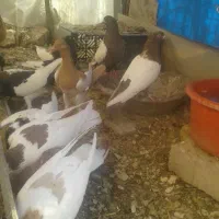 فروش کبوتر|پرنده|مبارکه, |دیوار