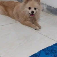 سگ پامرفروشی